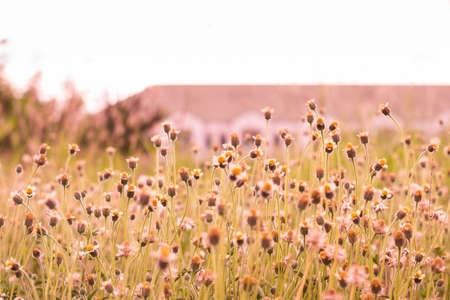 Grass flowerの写真素材