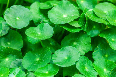 gotu kola leaves, natural background