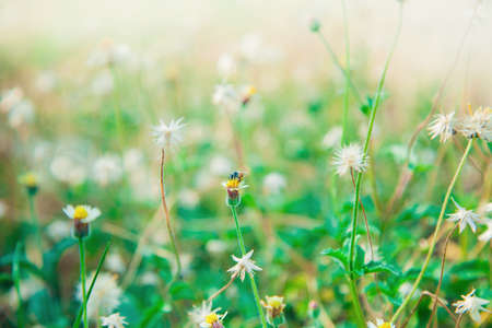 wildflower nature background in vintage color toneの写真素材