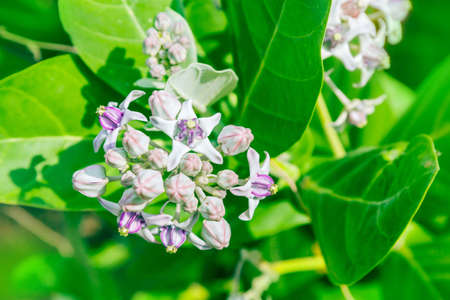 crownflower, thai local flower with green leaf