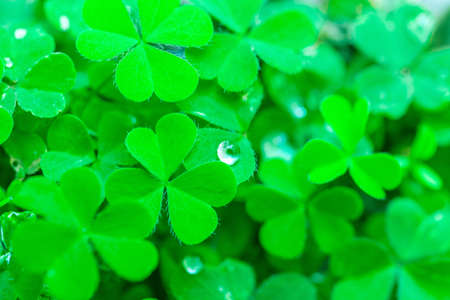 Green leaves natural background, freshnessの写真素材