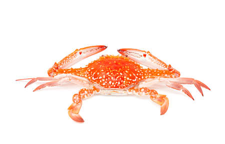 steamed crab, seafood isolated on white backgroundの写真素材
