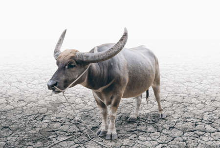Buffalo tether and stand alone on the cracked soil groundの写真素材