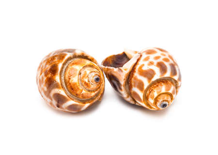 grilled spotted babylon shell isolated on white background