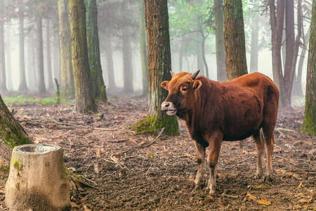 red brown cow standing and chew the cud in the woods with mist backgroundの写真素材