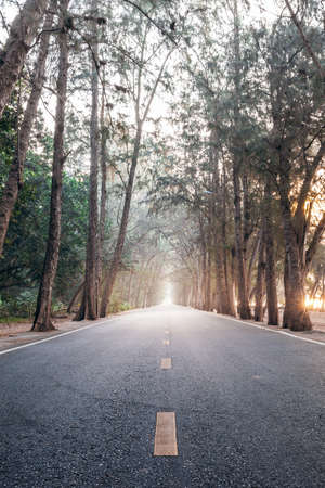 On the way with sunrise morning straight pine tree wood highway, Suanson Beach Seaside Road, Rayong, Thailandの写真素材