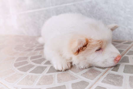 white cute puppy bangkeaw thai pedigree dog sleep on the floor