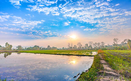countryside landscape with green rice field and reflection of cloudy blue sky sunrise in the water for agricultureの写真素材