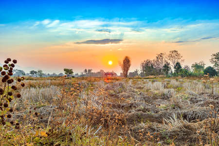 agriculture field landscape in harvest season with morning beautiful sunriseの写真素材