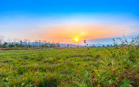 beautiful sunset at agriculture dry field landscape in harvest season of thailandの写真素材