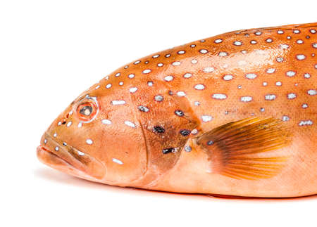 fresh coral trout or coral grouper fish isolated on white backgroundの写真素材
