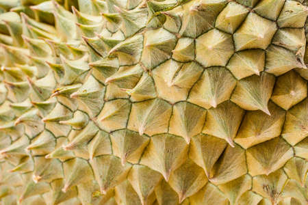 Thorn of Durian the most popular thai fruit in closeup shotの写真素材