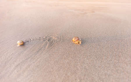 hermit crab on sand beach in sunlight