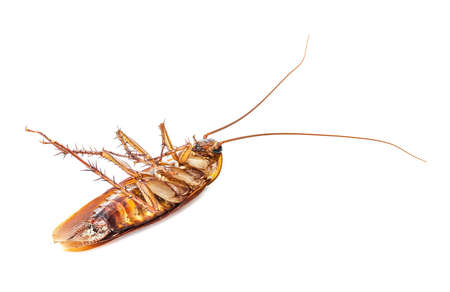 Dead cockroach isolated on white background