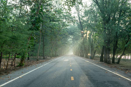 calmness pine forests with the rays of the sunrise in the morning on the beautiful country road at Suanson seaside street Rayong province eastern of Thailandの写真素材