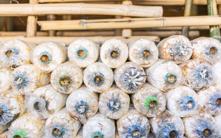Oyster Mushrooms or Phoenix Mushrooms growing from spawn in farm with soft selective focus, Mushroom organic cultivation the business agricultureの写真素材