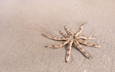 Luidia maculata Starfish strand on the beach, Luidia is a genus of starfish in the family Luidiidae...