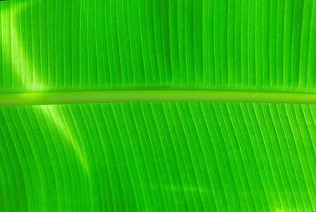 natural green banana leaf in selective focusing, Nature and organic background concept