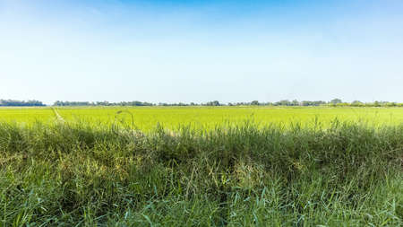 green rice field with bright blue sky, rural scene or countryside landscape