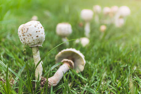 Fairy ring mushrooms or fairy circle, elf circle, elf ring growing on green grass field