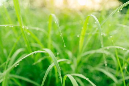 Fresh lush green grass with selective focusing water dew drops in morning sunrise, Freshness greenery environment backgroundの写真素材