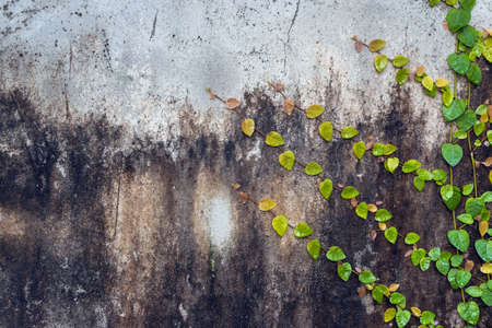 vintage cracked cement wall decorative with natural green climber plant, vintage floral wallpaperの写真素材