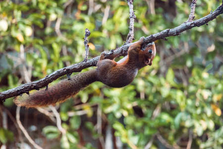 Asian red squirrel on dry branch