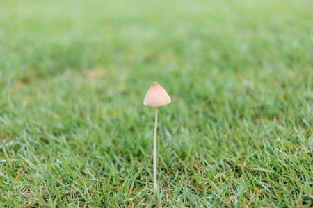 wild mushroom growing on green lawn in the garden, natural backgroundの写真素材