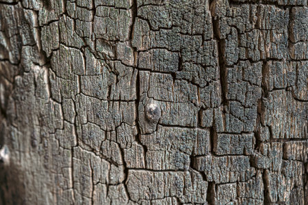 Texture of natural old bark, Close-up detail of nature plantの写真素材