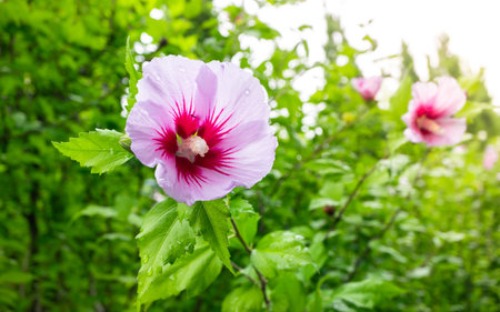 Korean national flower in the name Rose of Sharon or Mugunghwa flower in the summer season.の写真素材