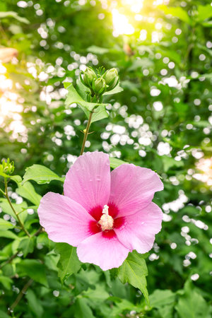 Korean national flower in the name Rose of Sharon or Mugunghwa flower in the summer season.の写真素材