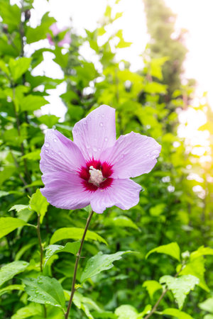 Korean national flower in the name Rose of Sharon or Mugunghwa flower in the summer season.の写真素材