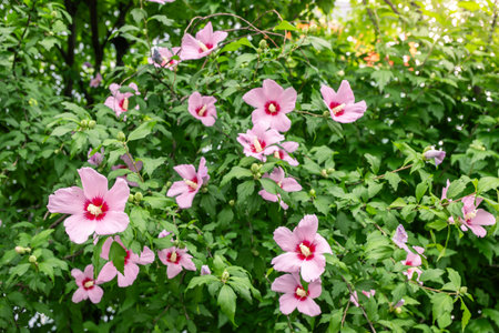 Korean national flower in the name Rose of Sharon or Mugunghwa flower in the summer season.の写真素材