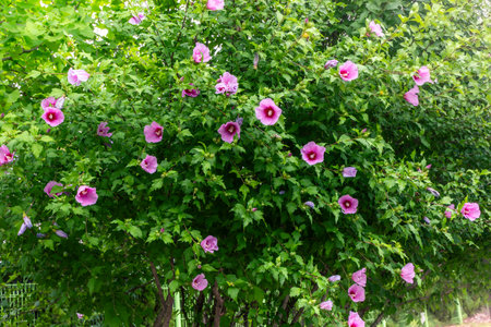 Korean national flower in the name Rose of Sharon or Mugunghwa flower in the summer season.の写真素材