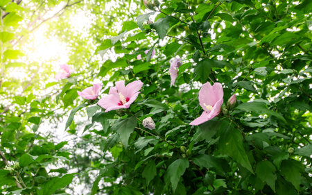 Korean national flower in the name Rose of Sharon or Mugunghwa flower in the summer season.の写真素材