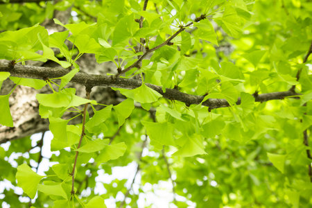Ginkgo leaves the herbal plant with the branch of the ginkgo tree in the morning sunlightの写真素材