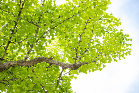 Ginkgo leaves the herbal plant with the branch of the ginkgo tree in the morning sunlight
