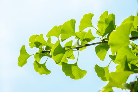 Ginkgo leaves the herbal plant with the branch of the ginkgo tree in the morning sunlightの写真素材