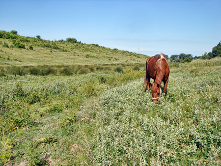 Brown horse on fieldの写真素材