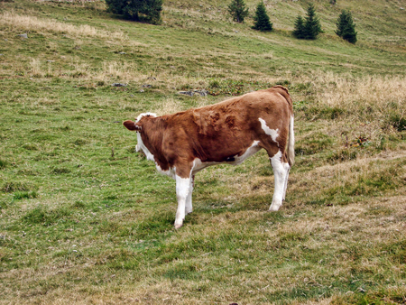 Cow on the mountainの写真素材