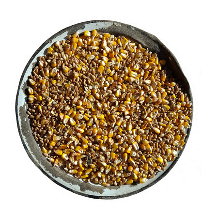 Bowl with maize and grainの写真素材
