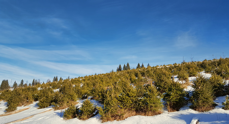 Plantation of spruce in winterの写真素材