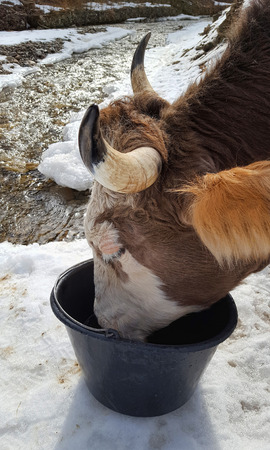 Cow drink waterの写真素材