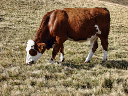Cow grazing on the mountainの写真素材