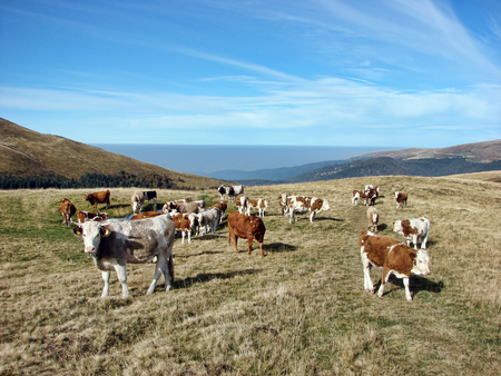 Cow on the mountainの写真素材