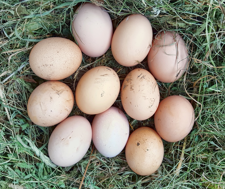 Eggs in the grass. Happy Easterの写真素材