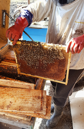 Beekeeper inspects honey comb with beesの写真素材