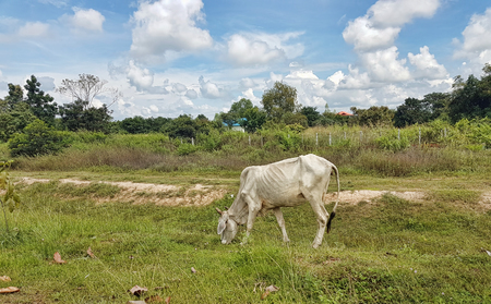 Poor animal cowの写真素材