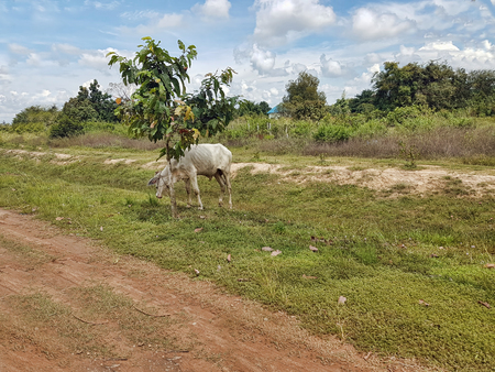 Poor animal cowの写真素材