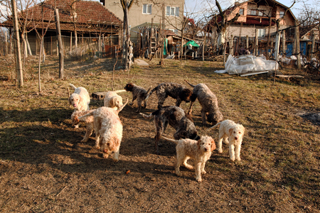 Dogs lagotto romagnoloの写真素材